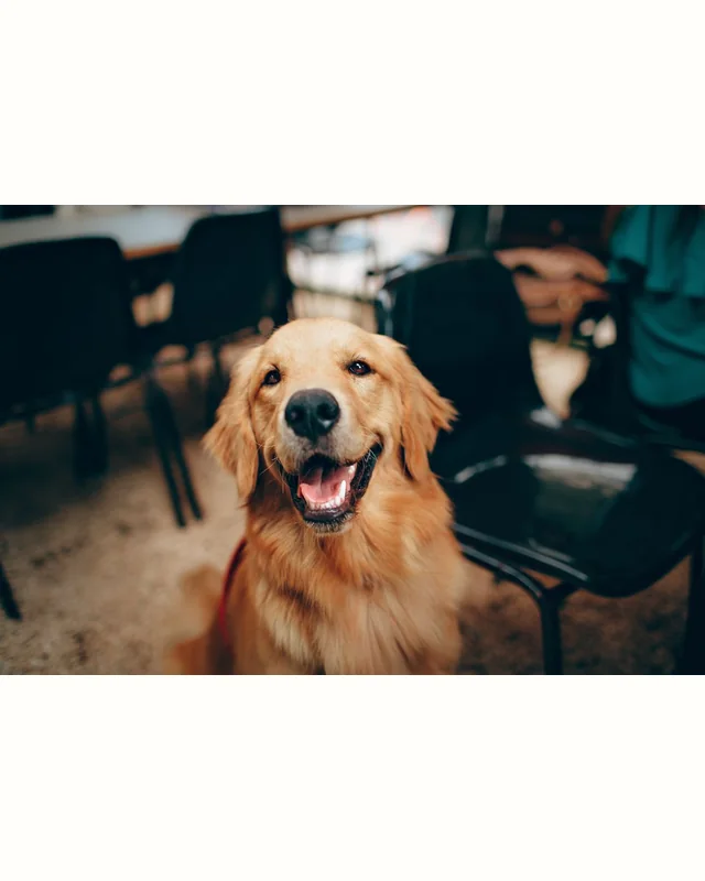 Original golden retriever stock photograph
